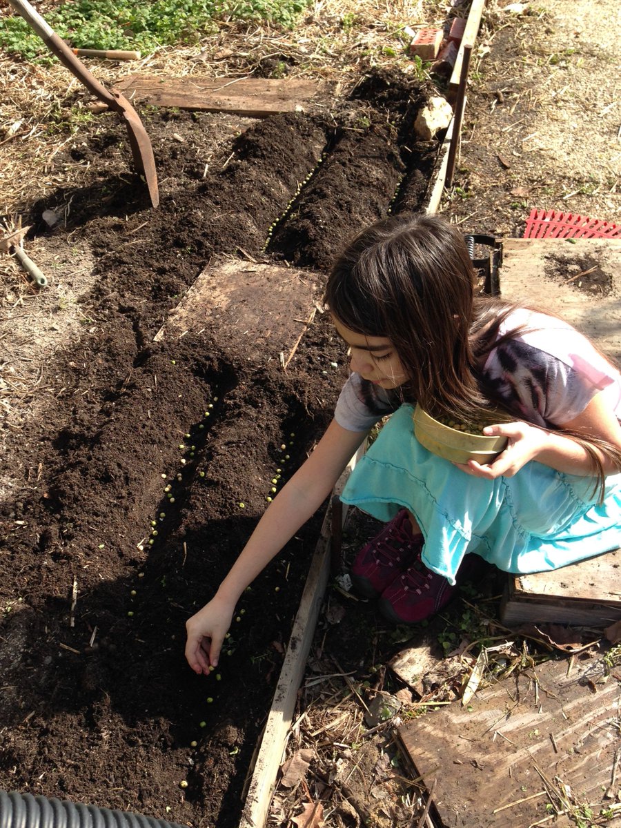 NFI_Info's tweet photo. We a tiny, all volunteer group in DC helping families learn to grow food. Our annual online fundraise ends in just two hours and we are falling far short of our goal. Can you please help?
https://t.co/oTFGz467Qp https://t.co/Qr4UVl72Zm