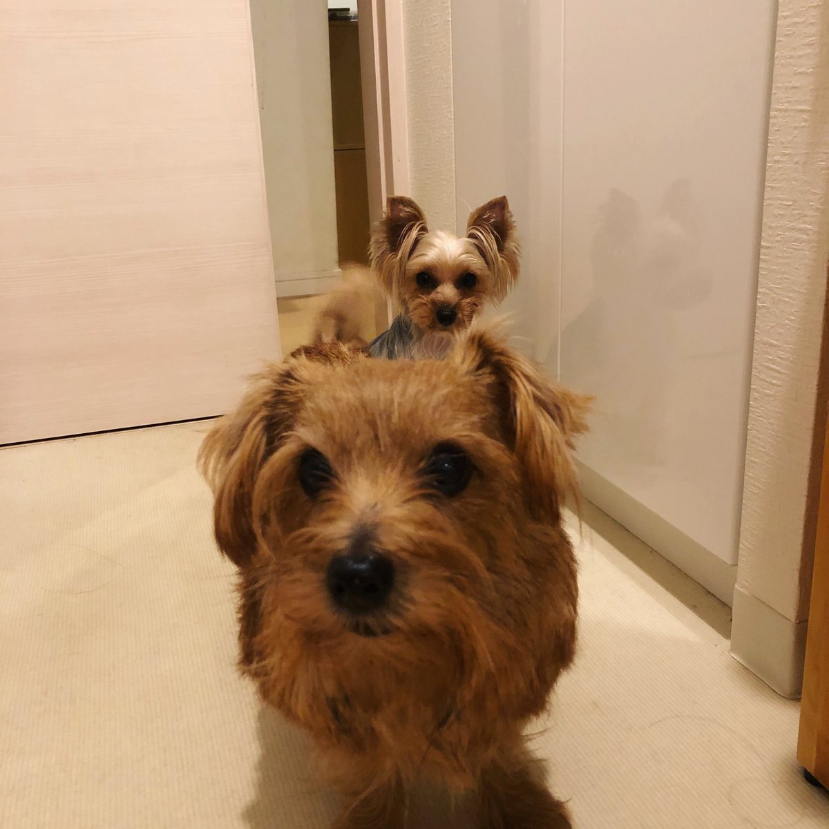 ayurion's tweet image. テリアタワー