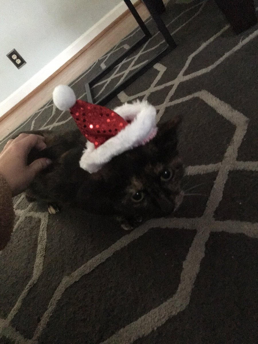 audrey_davis15's tweet photo. MERRY CATS-MAS (Raisin is going to murder me in my sleep.) https://t.co/qKW9SrMjyY