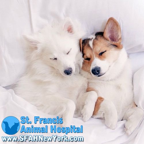 SFAHNewYork's tweet photo. Did you know that dogs... I forgot what I was saying... they look so adorable and cute! Alright, we'll just enjoy the photo. Set up an appointment with our Veterinarians today and we can show you some great alternatives to winter play time! https://t.co/QOIbgtmZGI https://t.co/yQDk15JLDM
