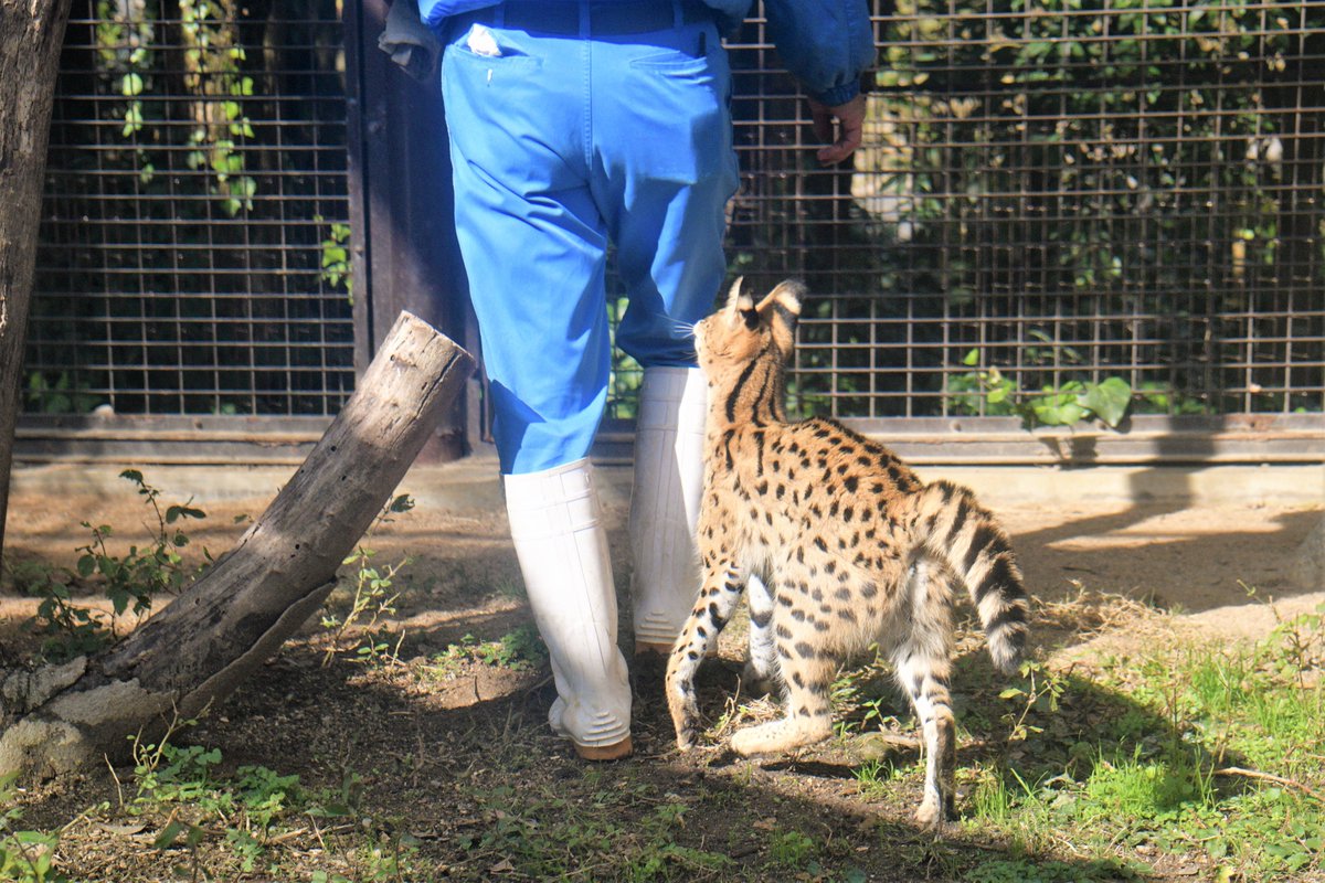 空白寺 飼育員さんが好きすぎておしりに突撃してしまうサーバルの写真です とべ動物園