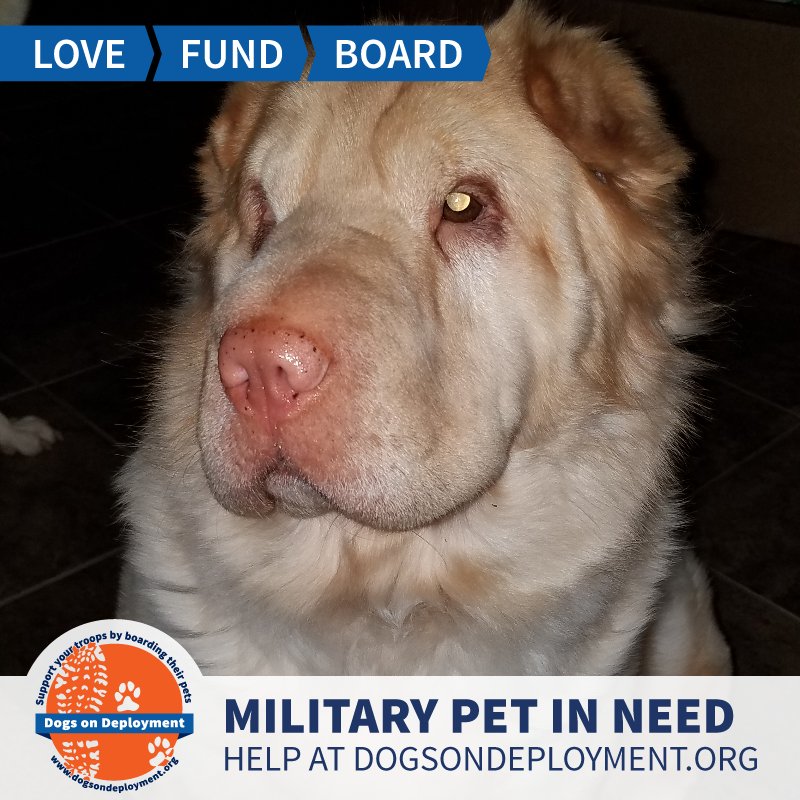 DogsonDeploymnt's tweet image. 🚨Senior alert! We have two senior #SharPeis that need a loving home due to their owner's military deployment? Can you help by boarding them from Dec - Feb? In #Texas! #TX Visit dogsondeployment.org/profile/52416 to learn more about us, register and contact our owner!