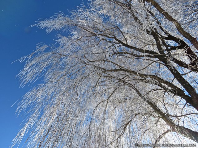 kinstonecircle's tweet photo. Weeping willow - covered in rime ice, at @kinstonecircle. A truly beautiful phenomenon! https://t.co/s5Z9KOJuZ4