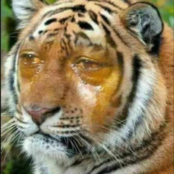 Unduh 970 Koleksi Gambar Harimau Mengaum Paling Baru Gratis HD
