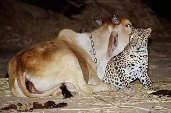 KhalNayagan's tweet photo. Most amazing thing you will ever see.
There is a reason why Hindus call her Mother. https://t.co/8O08mTfOQp