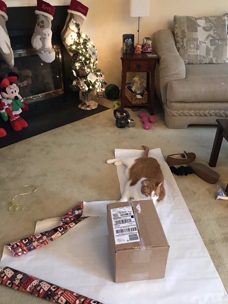 jacqui_greene's tweet photo. Somebody is getting a wrapped fluffy cat. #loveswrappingpaper.  #nothelpfulbutcute https://t.co/JG5EvRM7K6