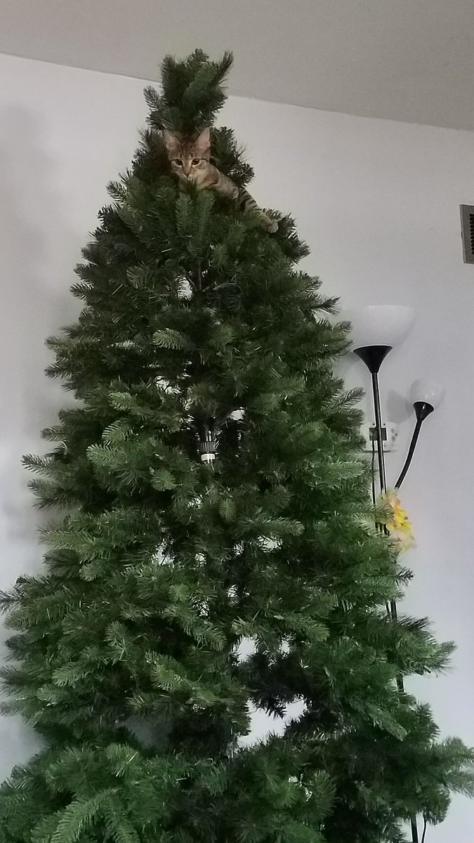 StacerGames's tweet photo. My kitten decided she wanted to be a ornament.... #Catastrophe #meowycatsmas #kittens #Christmas https://t.co/gI5Z7WUFBe