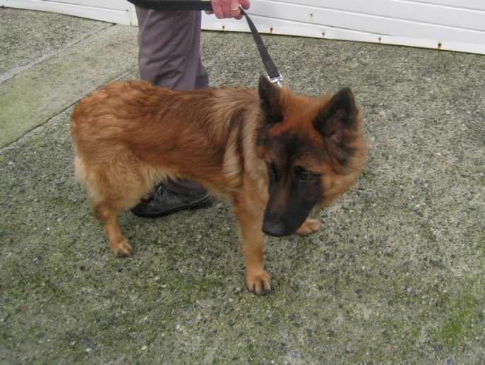 Tasha is just 18mths old and has already had an unsettled life, she is looking for a home that can help build her confidence and give her the stability she craves please #dogs #GermanShepherd #Cornwall gsrelite.co.uk/tasha-4/