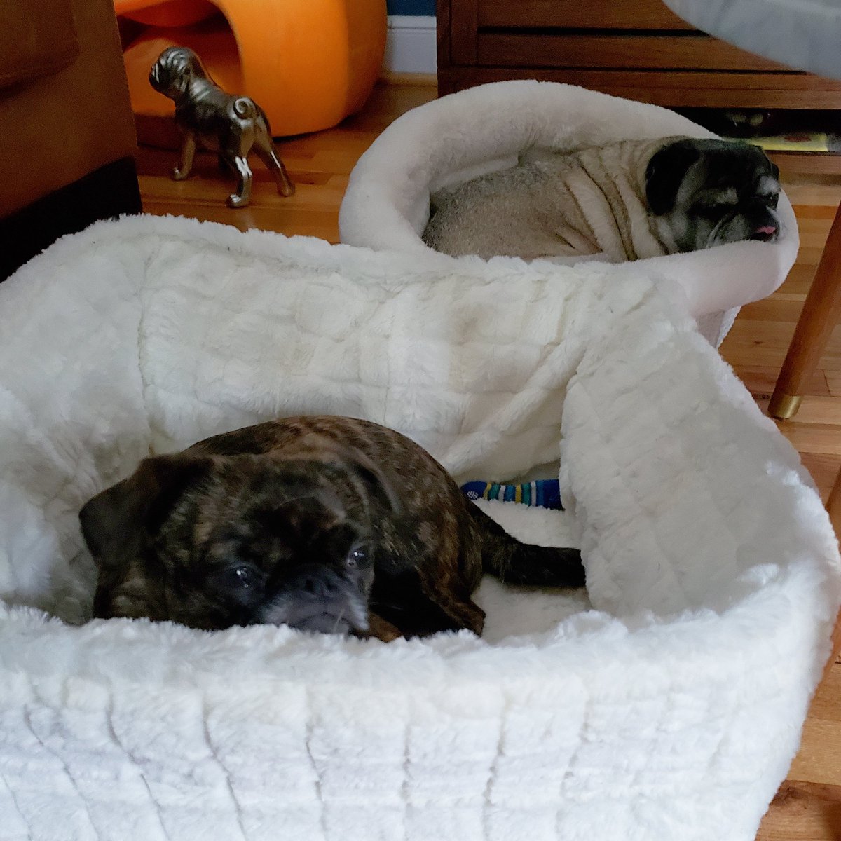 funaek's tweet photo. Bonding next to each other in the cuddle cup and the cuddle cube. #monkadoodledoo #cousindoughy #cuddlecup #cuddlecube #sunnywilltrytopeeonthat https://t.co/5VXkWCDqLi