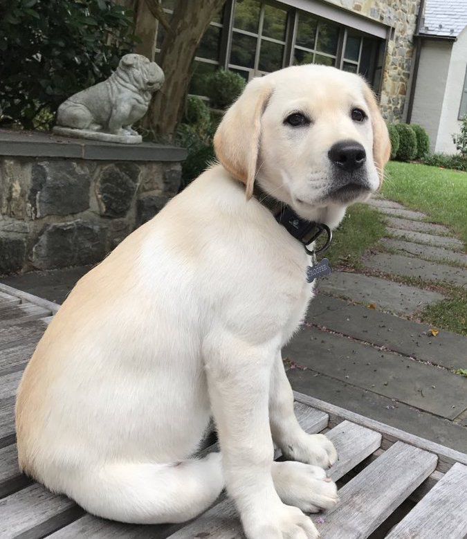 I'm just saying:
 <a href="/realDonaldTrump/">Donald J. Trump</a> doesn't have a dog. 
<a href="/TerryMcAuliffe/">Terry McAuliffe</a> has a top dog.

Let's make sure we have a #FDOTUS (first dog of the United States) this time around by donating at ow.ly/Qn4b50jWU6d