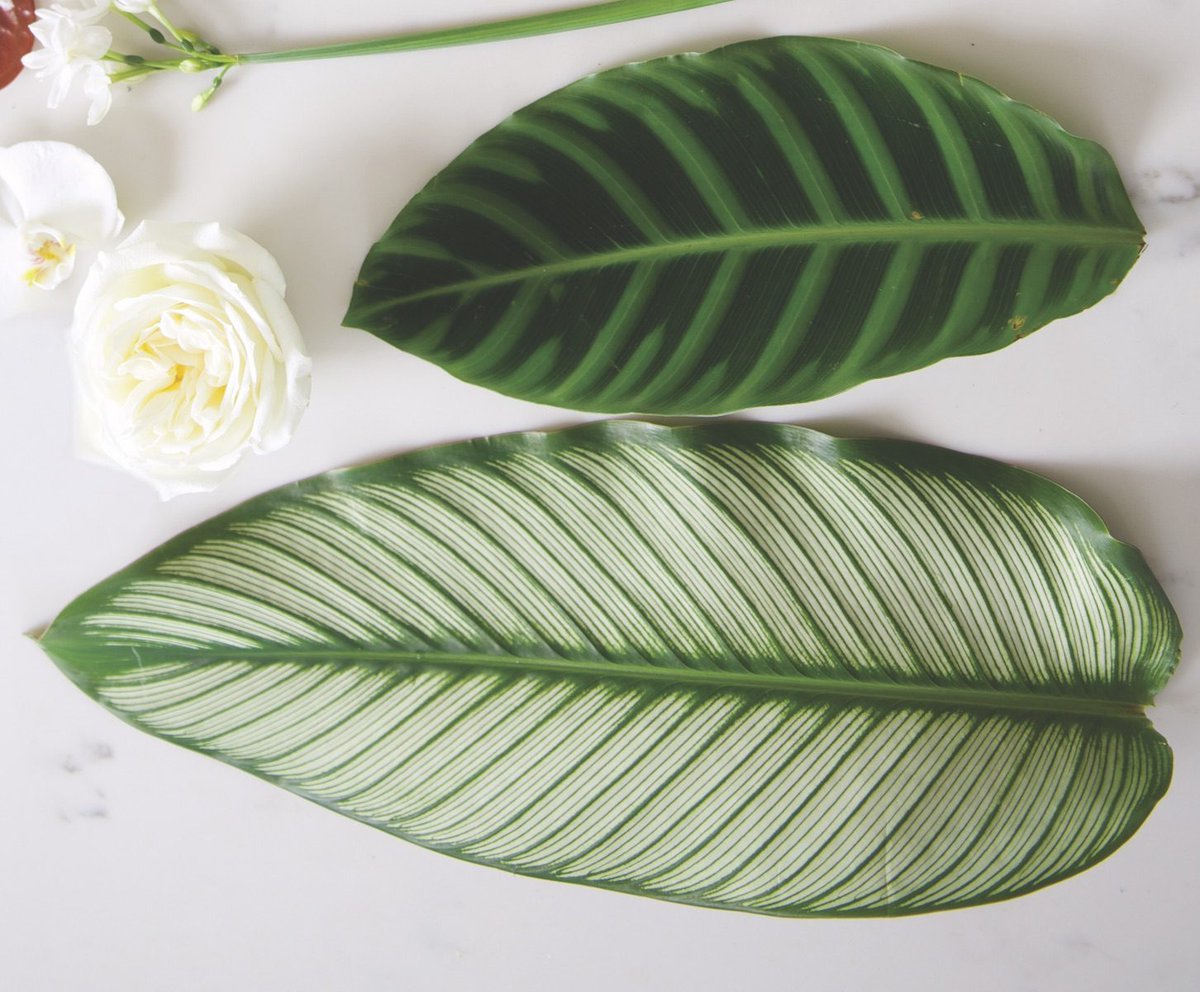 Lesley Frascogna offers a few tips on preparing tropical leaves for arrangements!
 #florist #floralarrangement #flowers
okt.to/F0qKWD