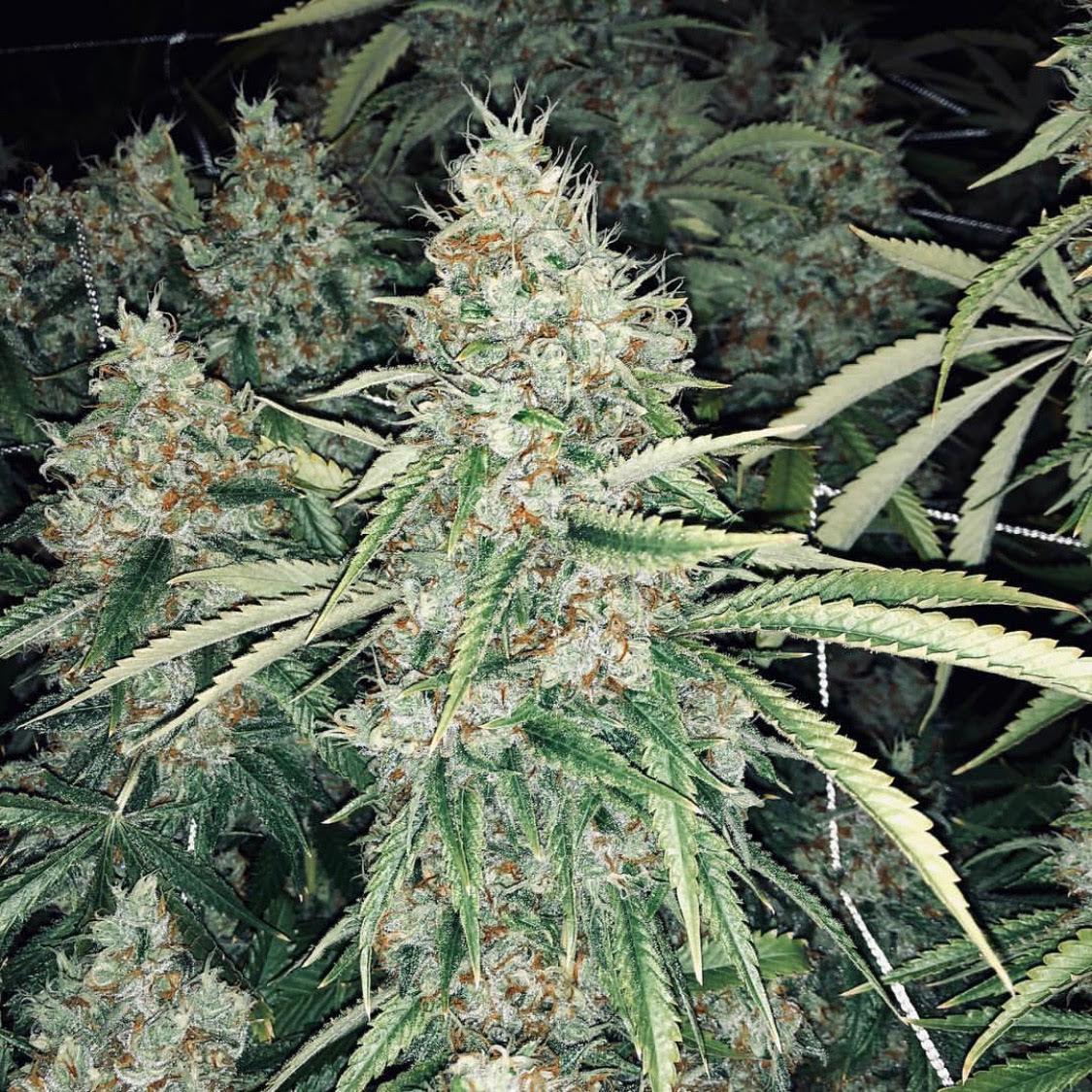HIGH_TIMES_Mag's tweet photo. Never stop learning! 🤓💨 @ThreeALight can help with this! Books are back in stock &amp; flying off the shelves! Get your copy between now + 12/24/18 to receive FREE SHIPPING with CC 👉 “FREESHIP” 👈 @successnutrient
#threealight #sponsored https://t.co/SZFyB7EV9u