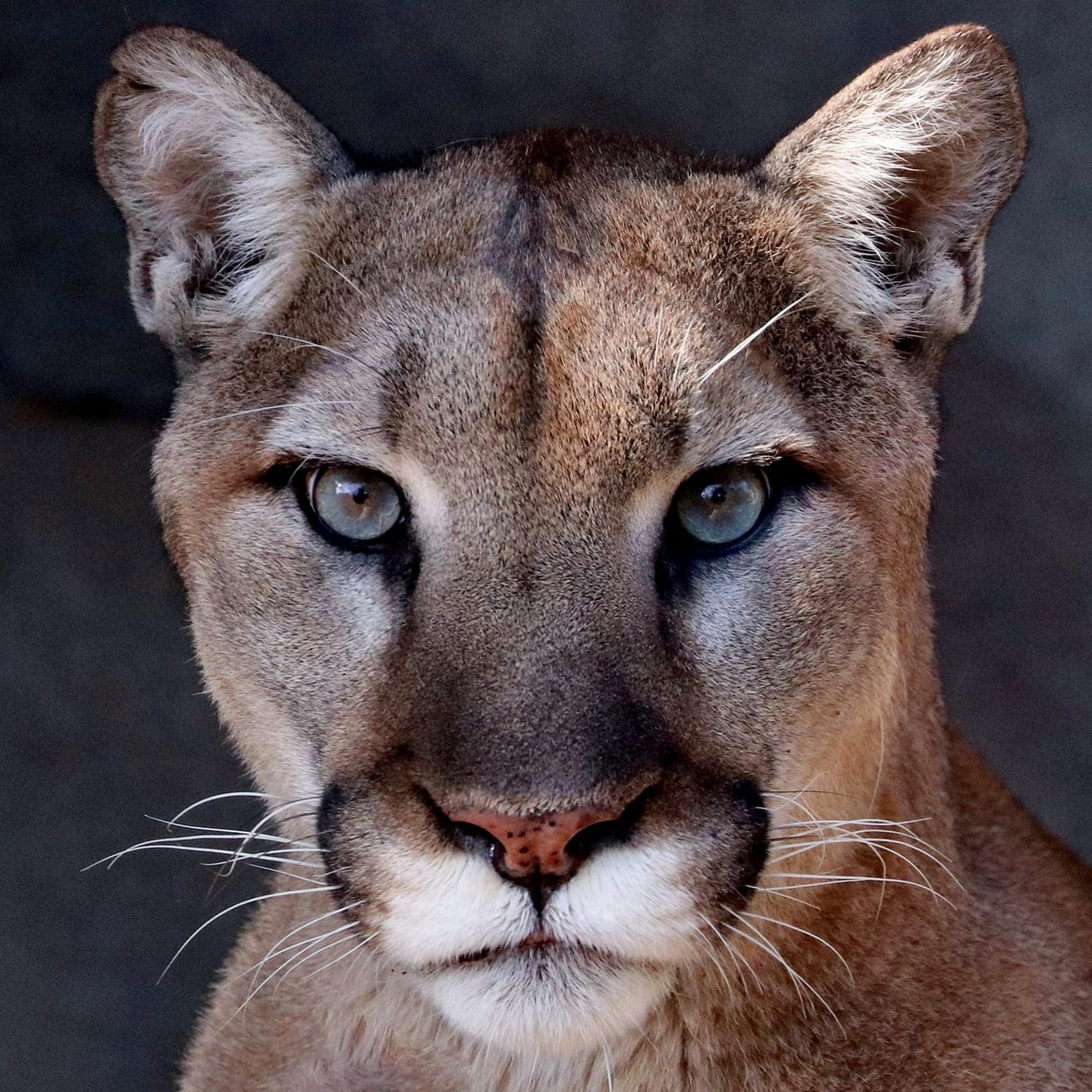 San Diego Zoo Wildlife Alliance on Twitter: "Mountain lion, puma, panther—this cat is known more names than just about any other mammal. But no matter what you call it, it's