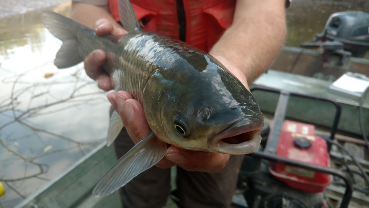 blockasiancarp's tweet photo. The Great Lakes Basin Partnership to Block Asian Carp has 47 members, ranging from groups involved in recreation to policymaking. Our member base is strong, but we need your help.
Sign &amp; share
https://t.co/cuQCMVxCRw
photo source: https://t.co/9pvYdDtzVC https://t.co/sobfu6NlrH