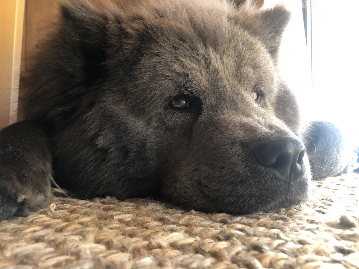 _carrienet_'s tweet image. Back from a long walk. Now we chill. 💤💕🐻 #bluechow #chowchow #dogsoftwitter #dogs