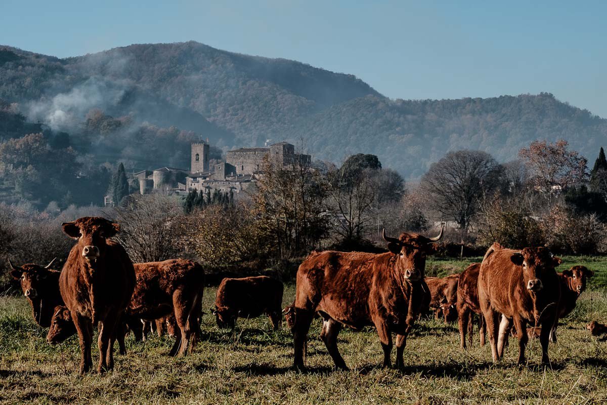 naciodigital's tweet photo. A Catalunya hi ha 12 denominacions d'origen protegides (DOP): fesols de Santa Pau, un llegum amb molt sabor i arrels volcàniques; per @arnauurgell https://t.co/IDyuOF6pML https://t.co/dQV5Akvr8c