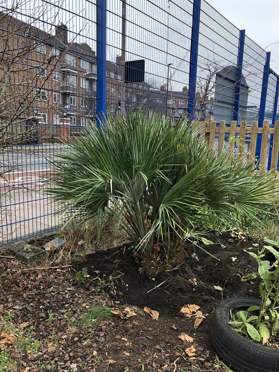 Christchurch School Community Garden tweet media