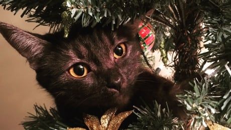 cbcnewsbc's tweet photo. So this is Christmas — with a cat https://t.co/l0sgAymR0l https://t.co/ZHYyxBKvux