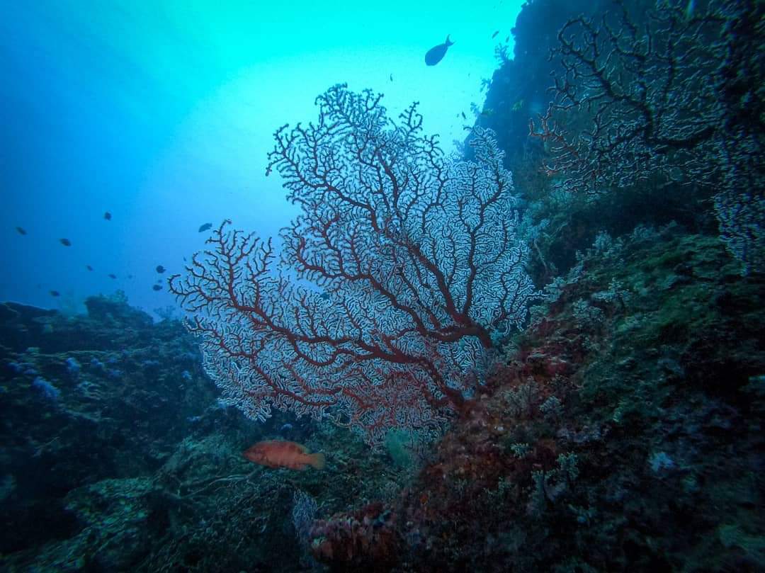 ChuleekornMorg's tweet photo. Diving Trips In Thailand
MV Giamani just came back from an amazing 2D/2N on #liveaboardtrip at South #Andamansea. Crystal clear water at #KohHaa #HinDaeng Now off we go for the next #similanliveaboardtrip
๐ท by @scubalibre86
#notroublesjustbubbles #Similandivingtours #giamani https://t.co/JBNqNrvaow