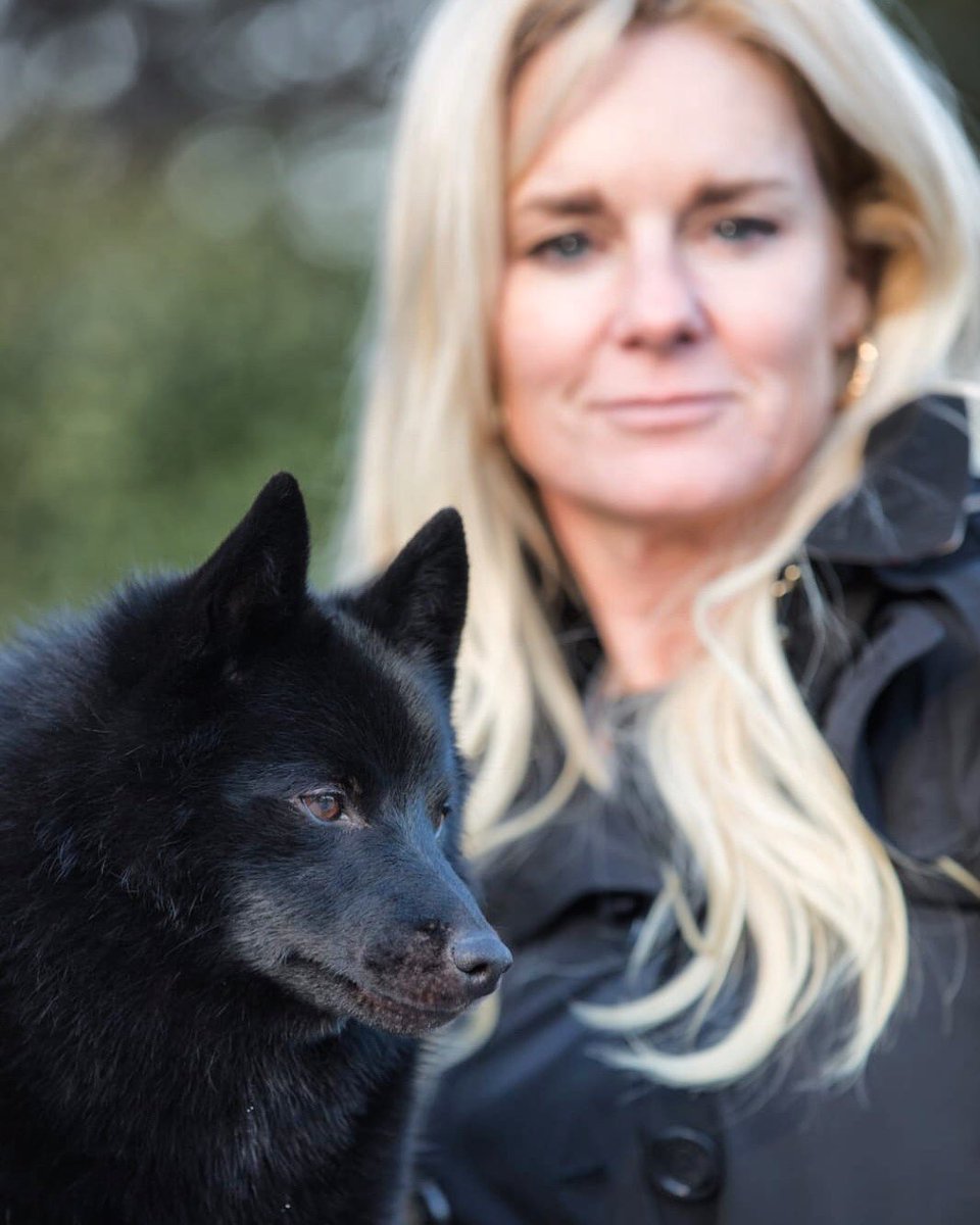 Showdogs1's tweet photo. Watch Colton and Christa tonight at 5pm in the AKC National Championship!🐾🏆🖤 https://t.co/MWvxamNg3T #thisisakc #smalldarkandhandsome #thetotalpackage #schipperke #akcshowdog #akcwinners https://t.co/1SlpRgFEr0