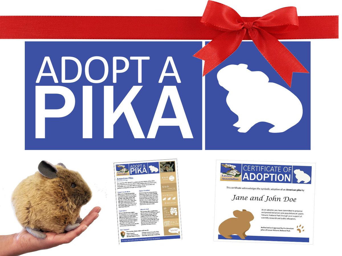 LassenNPS's tweet photo. Adopt a Pika this holiday and support American pika research in the park. Donors receive a life-sized pika stuffed animal, personalized adoption certificate, and American pika fact sheet. Learn more at https://t.co/BRPUNMjCLF. https://t.co/ZLArG9dcjY