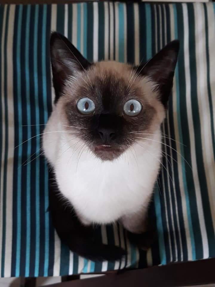 belzeluna's tweet photo. O twitter é da Luna, mas são três maravilhosas que vão dar as caras por aqui.

E cada uma com uma foto mais legal que a outra.

Estrelando: Luna, Hidra e Jheannie https://t.co/7voK5Jji8H