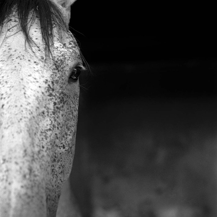 We just added Ellen Rennard's "presence" to the Fraction Holiday Print Sale. There are just THREE silver prints available and they are only $100. Let's show Ellen some love and sell them all tonight! 
fractionhps.bigcartel.com/product/ellen-…