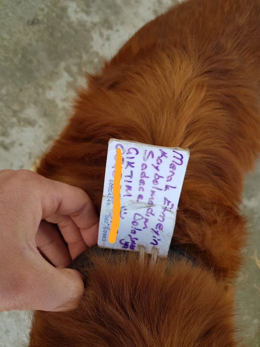 Bugün bu güzel köpeğimiz yanımıza geldi, üzerindeki notu görünce Burdur’un hayvanlar için bile ne kadar güvenli bir şehir olduğunu gösterdi.
Bu arada bizden bir galetayı kaptı :)