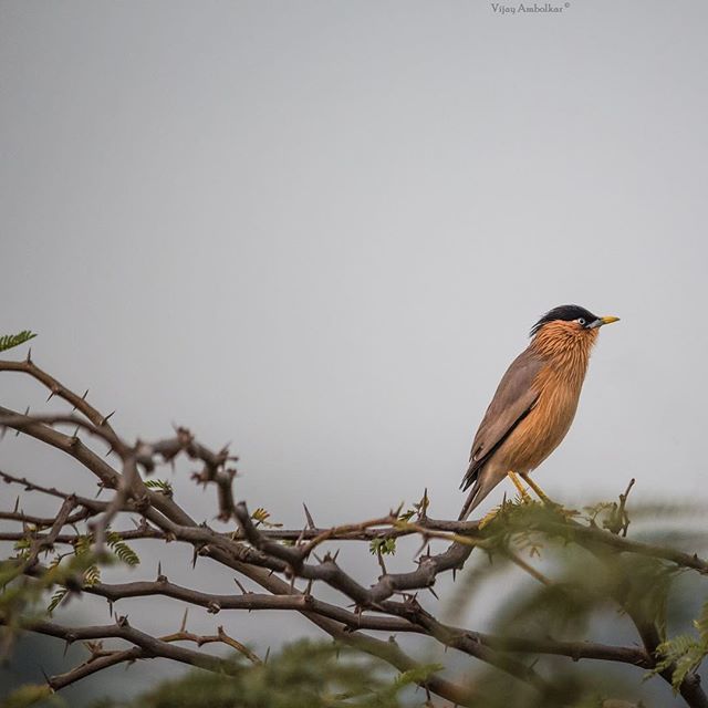 Brahminy Starling 
भांगपाडी मैना
पोपई मैना
.
.
.
.
.
#natgeowildlife 
#natgeobirds 
#indianbirds 
#birdsofinstagram 
#wildlife_shots 
#natgeowild 
#discoverlife 
#bbcearth 
#lifeonearth 
#birdextreme 
#birdlife 
#yourshot_india 
#vikeam 
#canonindia 
#55… ift.tt/2CeiGpY