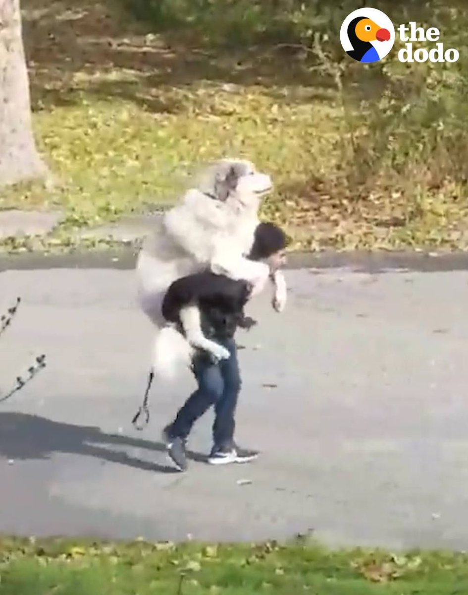This will probably be us when 5:30 rolls around and we have a few cold ones at happy hour 😂😂😂 #fridayfeeling #tgif #FridayMotivation #weekend #fridays #dogvideos #thedodo #dogs #dogsoftwitter #funny #funnydogs #spoiled #inspiring #cute #ecofriendly
https://buff.ly/2UvZPxL