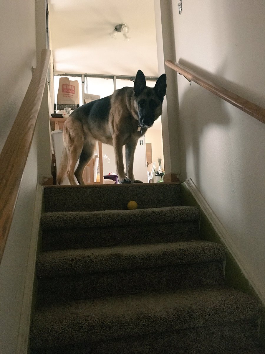 dog rolling down stairs