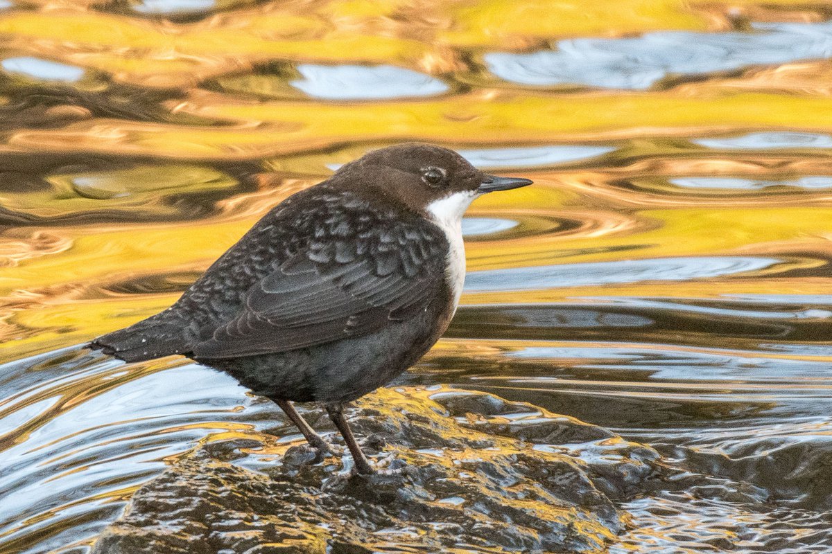 Tweets_rw's tweet photo. The low Winter sun does odd things to a Dipper's pool. @RSPBScotland https://t.co/5PqcXbj3Vd