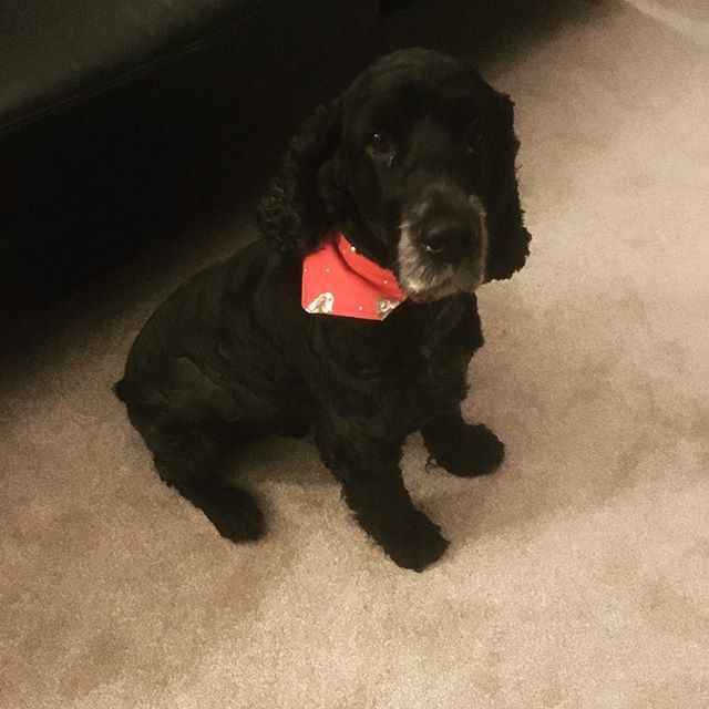 GreenDragonAxe's tweet photo. #Harvey is looking particularly #dapper at the moment - he went for a haircut and came back sporting a very fetching #neckerchief 🐩 🎩 #GDH #HarveyDog #dapperdog #dogsofinstagram #cockerspaniel #axminster #bedandbreakfast #devon https://t.co/KdTMdP1GkX https://t.co/eqyH7o0GNZ