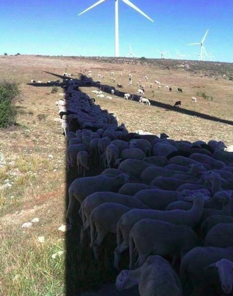 A bunch of sheep hiding in a long shadow