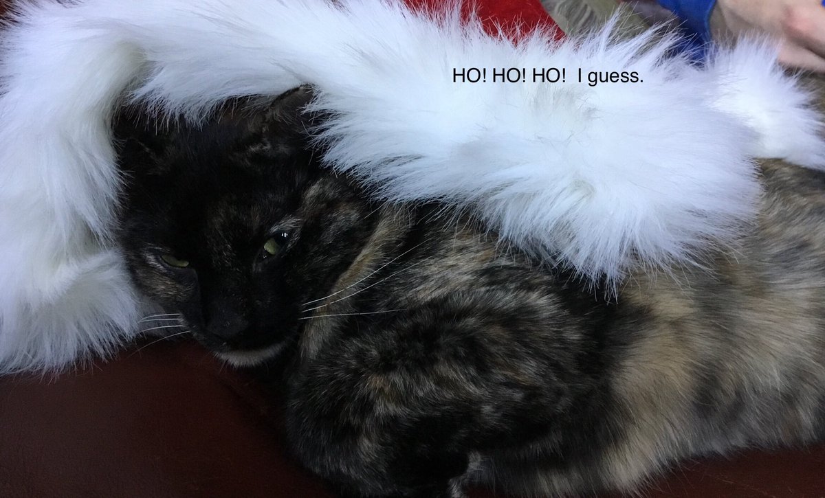Bellatrix_Luna1's tweet photo. HO!HO!HO! I guess.🎅🏻😾
#bellatrix_luna1 #catstagram #catsofinstagram #CatsOfTwitter https://t.co/bbAPEORFLW