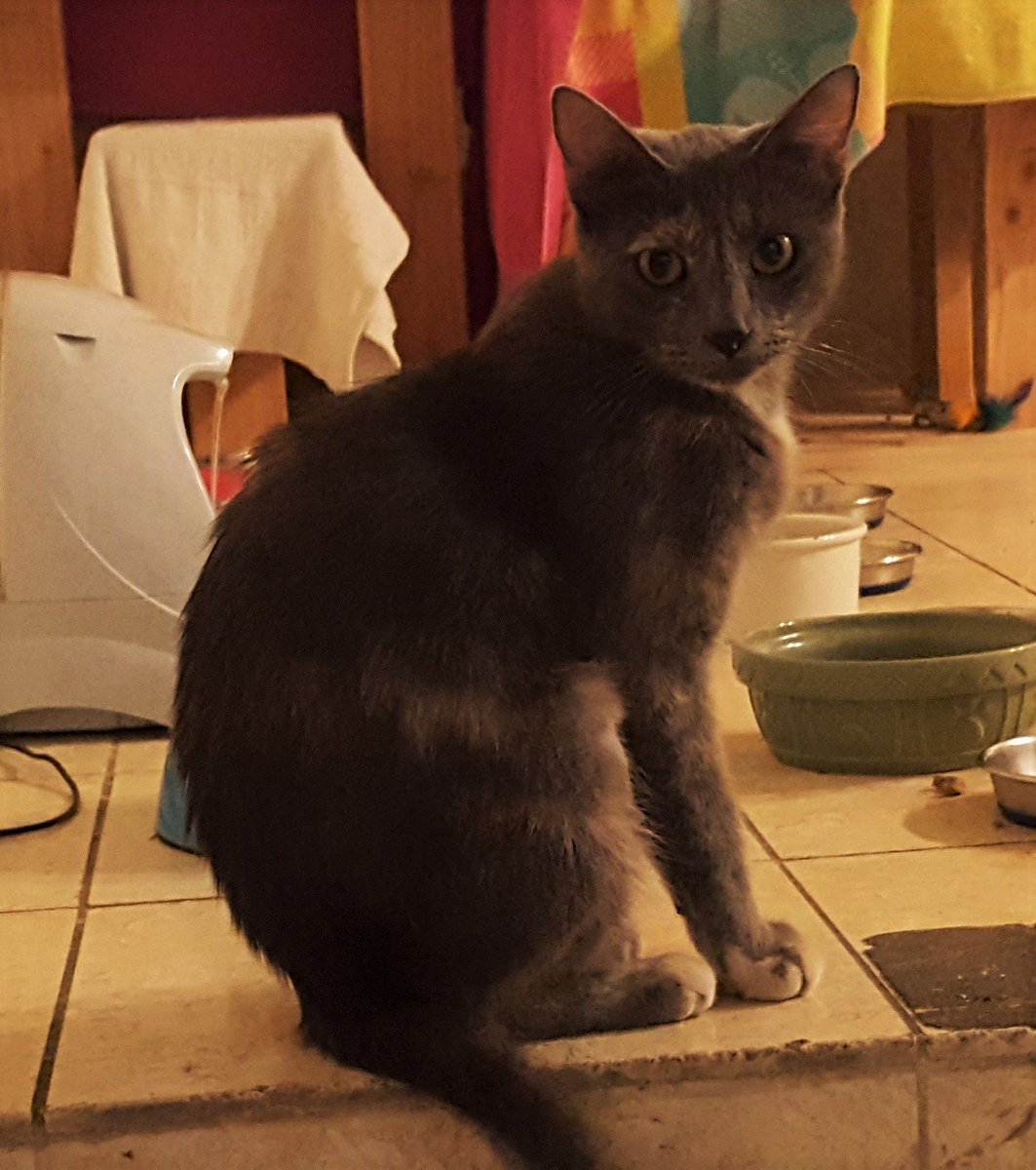 CatCafeSanDiego's tweet image. .@fetchdvm360 enjoy cute #cats and locally roasted #coffee during your #fetchdvm360 break. We&apos;re a short walk from @SDConventionCtr (cross Harbor at 1st, turn right on Island, walk to 3rd). Your $8 admission includes a food or drink item.