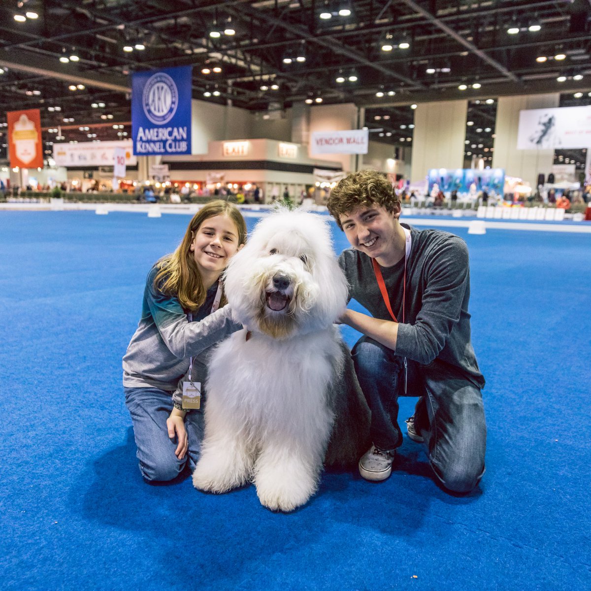 dog_rates's tweet image. I’m with @IvePetThatDog at the AKC National Dog Show presented by Royal Canin! We’re on a mission to pet all the dogs. It’s going really well. #partner
