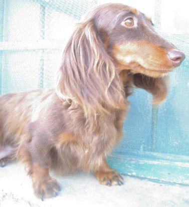 APaltrinie's tweet photo. NEW PUPPIES MINI DACHSHUNDS LONG HAIR CHOCO TAN AND BLACK TAN DI MARPAL ENCI FCI ❤️❤️❤️❤️❤️ https://t.co/jJ5y22ZXjv