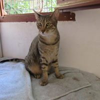 Adopta Daz tweet media