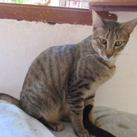 Adopta Daz tweet media