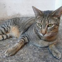 Adopta Daz tweet media