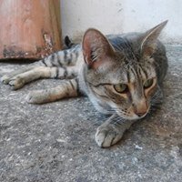 Adopta Daz tweet media
