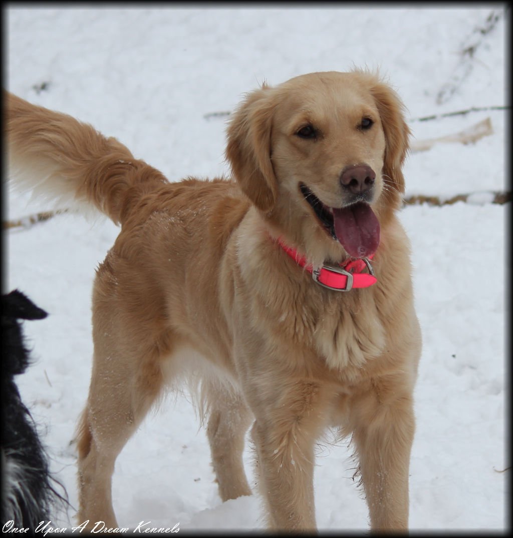 golden dreams kennel