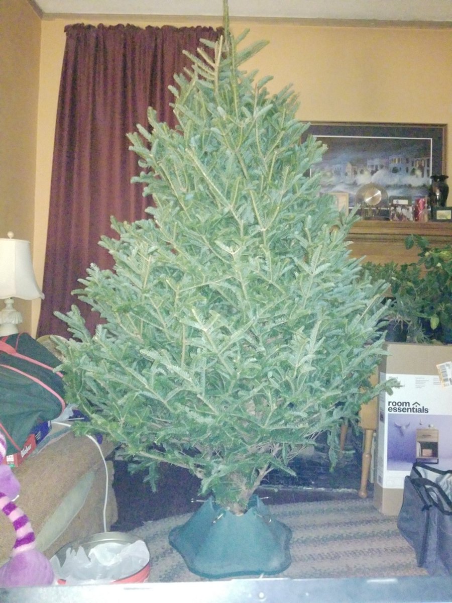 NeigmaMegane's tweet image. Before and after a l o t of ornaments and lights. I love decorating the tree this time of year!! ❤💚❤💚

#tistheseason