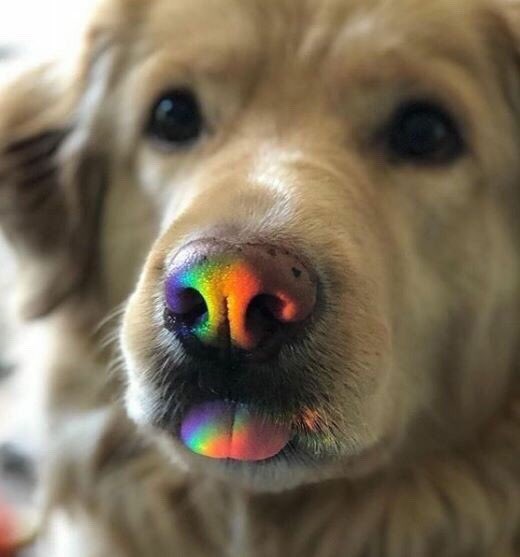 EveryWordDog's tweet photo. rainbow dog https://t.co/FJKTH27utn