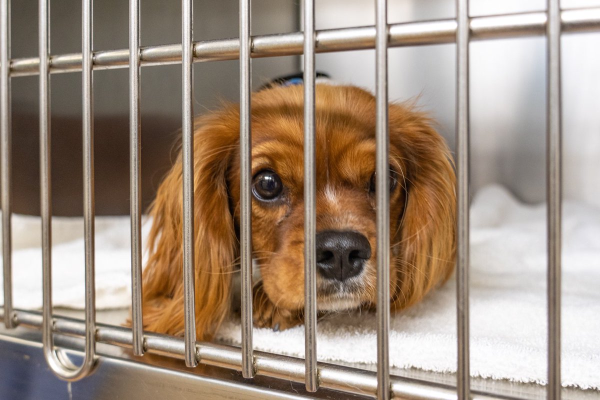 SDConventionCtr's tweet image. .@PetSmartChariTs &amp;amp; the SNAP bus are providing affordable Spay and Neuter care to #SanDiego pet owners. Services being offered outside of #YourSDConventionCenter today. 23 pets already helped out! Thanks to #fetchdvm360