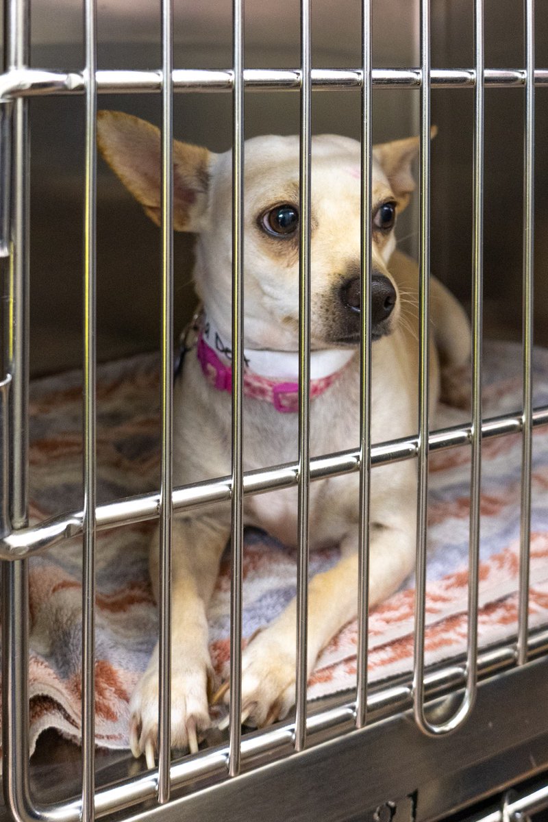 SDConventionCtr's tweet image. .@PetSmartChariTs &amp;amp; the SNAP bus are providing affordable Spay and Neuter care to #SanDiego pet owners. Services being offered outside of #YourSDConventionCenter today. 23 pets already helped out! Thanks to #fetchdvm360