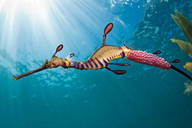 Dr Carin Anne Bondar On Twitter Male Weedy Sea Dragons Are The