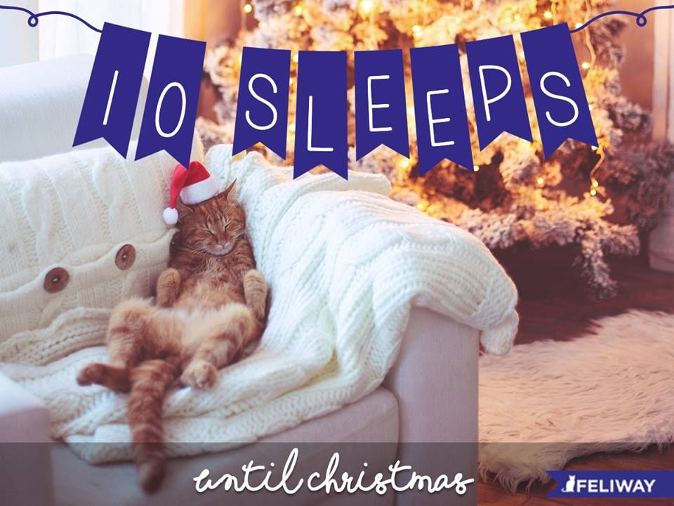 I wish I was a calm as this kitty right meow... Anyone else still have Christmas shopping to do?