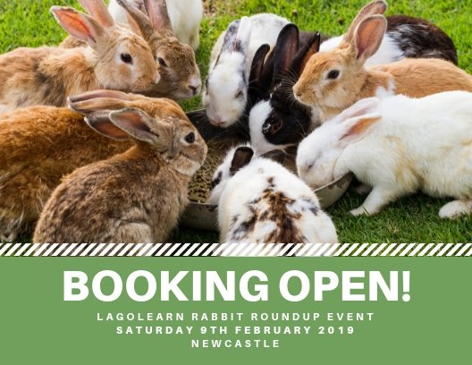 Lagolearn's tweet image. Booking is open for our full day #rabbitCPD in Newcastle, Feb 2019. Drop us an email now to reserve your place.